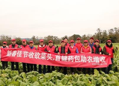 抢时机砍收菜头 pg电子党支部助农增收