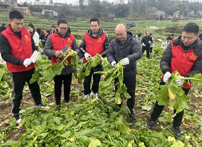 党建引领：pg电子药包党支部起劲加入“万名自愿者助农收砍青菜头”活动